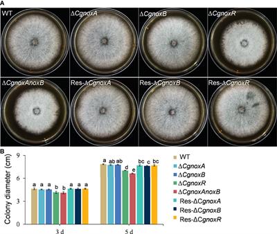 NADPH Oxidases Play a Role in Pathogenicity via the Regulation of F-Actin Organization in Colletotrichum gloeosporioides